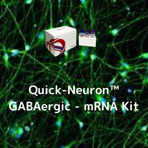 Quick-Neuron™ GABAergic - mRNA Kit