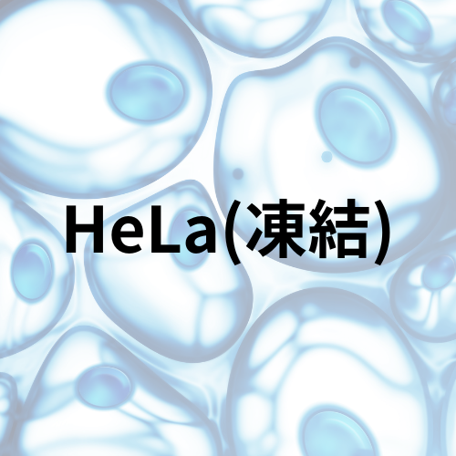 HeLa(凍結)EC93021013-F0