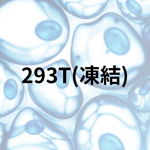 293T(凍結)EC12022001-F0