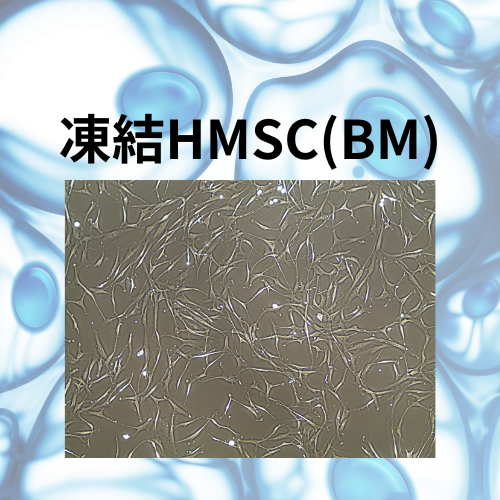 凍結HMSC (BM)