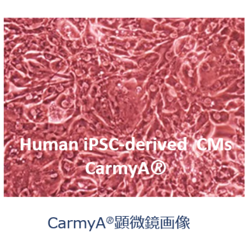 CarmyA-GCaMP(一般)