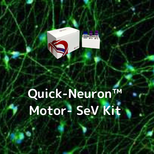 Quick-Neuron™ Motor- SeV Kit