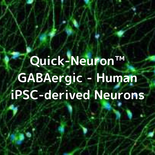 Quick-Neuron™ GABAergic - Human iPSC-derived Neurons