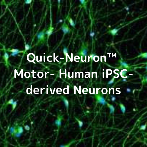 Quick-Neuron™ Motor- Human iPSC-derived Neurons
