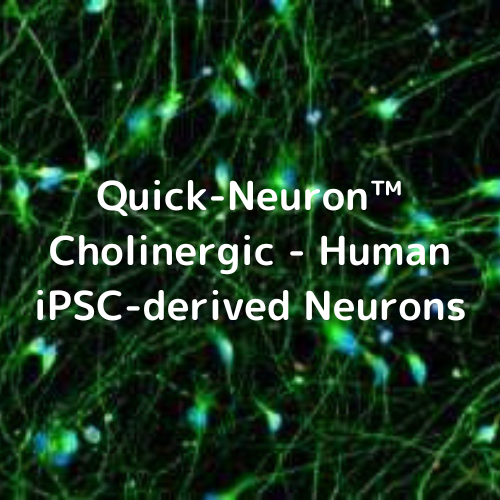 Quick-Neuron™ Cholinergic - Human iPSC-derived Neurons