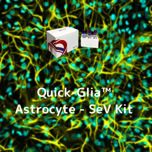 Quick-Glia™ Astrocyte - SeV Kit
