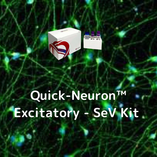Quick-Neuron™ Excitatory - SeV Kit