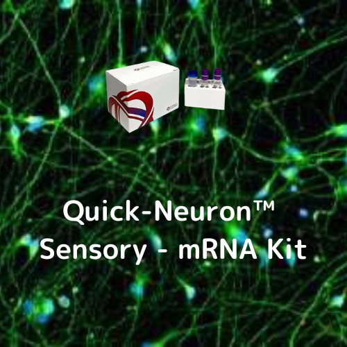 Quick-Neuron™ Sensory - mRNA Kit