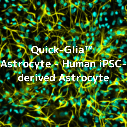 Quick-Glia™ Astrocyte - Human iPSC-derived Astrocyte