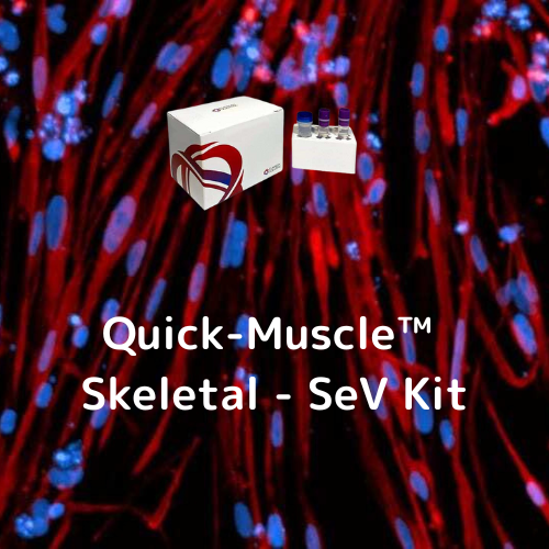 Quick-Muscle™ Skeletal - SeV Kit