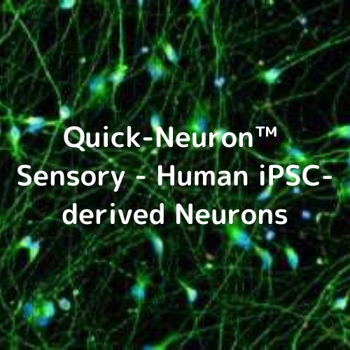 Quick-Neuron™ Sensory - Human iPSC-derived Neurons