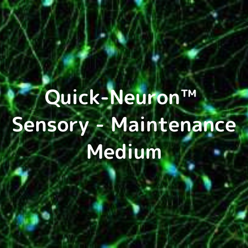 Quick-Neuron™ Sensory - Maintenance Medium