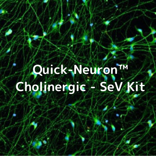 Quick-Neuron™ Cholinergic - SeV Kit   カルタヘナ法対象