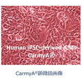 CarmyA-GCaMP(一般)